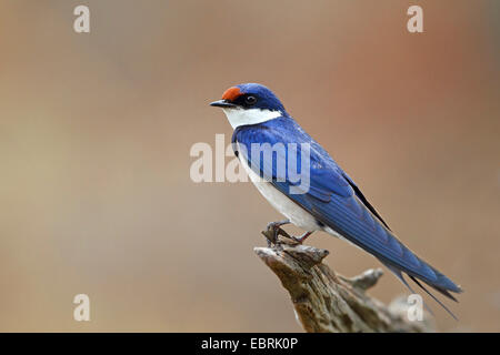 White-throated swallow (Hirundo albigularis), est assis sur une branche, Afrique du Sud, Province du Nord Ouest, le Parc National de Pilanesberg Banque D'Images