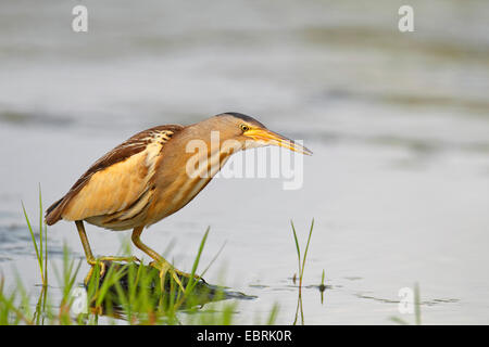 Blongios nain (Ixobrychus minutus), femelle sur l'alimentation, de la Grèce, Lesbos Banque D'Images