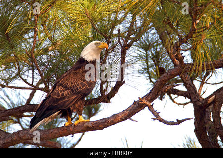 American Bald Eagle (Haliaeetus leucocephalus), sur une branche de pin, USA, Floride Banque D'Images