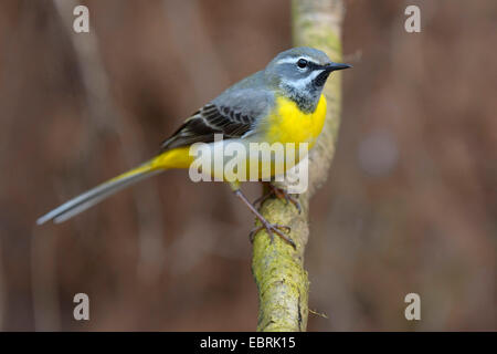 Bergeronnette des ruisseaux (Motacilla cinerea), homme assis sur une racine à un ruisseau, Allemagne Banque D'Images