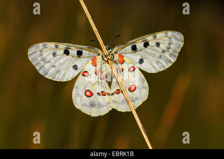 Apollon (Parnassius apollo), assis à une herbe pousse, Allemagne Banque D'Images