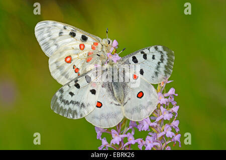 Apollon (Parnassius apollo), sur Gymnadenia, Allemagne Banque D'Images