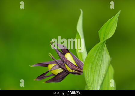 Lady's Slipper orchid (Cypripedium calceolus), l'ouverture de la fleur, de l'Allemagne, Bade-Wurtemberg Banque D'Images