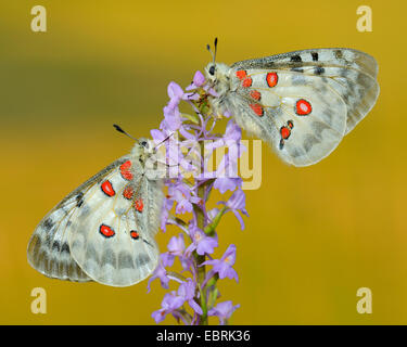 Apollon (Parnassius apollo), sur Gymnadenia, Allemagne Banque D'Images