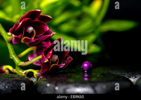 Spa concept d'orchidée phalaenopsis fleur de cerise noire et lilas perle sur pierres de basalte zen avec des gouttes Banque D'Images