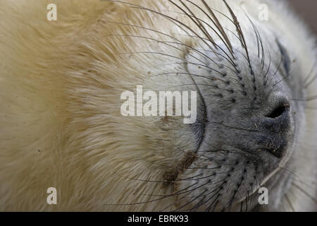 Phoque gris (Halichoerus grypus), portrait d'un coin couchage babay joint, Royaume-Uni Banque D'Images