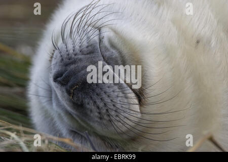 Phoque gris (Halichoerus grypus), portrait d'un coin couchage babay joint, Royaume-Uni Banque D'Images