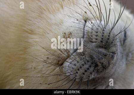 Phoque gris (Halichoerus grypus), portrait d'un coin couchage babay joint, Royaume-Uni Banque D'Images