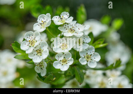 L'aubépine commune, singleseed l'aubépine, l'anglais l'aubépine (Crataegus monogyna), des fleurs, de l'Allemagne, la Bavière Banque D'Images