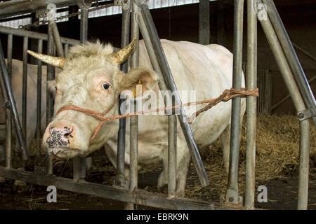 Les bovins domestiques (Bos primigenius f. taurus), attachés en vache stable avant la césarienne, Belgique Banque D'Images