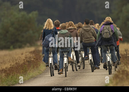 Groupe de cyclistes, voyage scolaire, Pays-Bas, parc national De Hoge Veluwe Banque D'Images