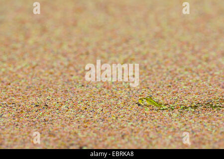 Grenouille comestible européen commun, edible frog (Rana kl. esculenta, Rana esculenta, Pelophylax esculentus), les jeunes à la surface d'un étang couvert d'Azolla, Allemagne, Rhénanie du Nord-Westphalie Banque D'Images