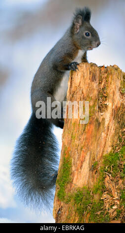 L'écureuil roux européen eurasien, l'écureuil roux (Sciurus vulgaris), morph noir d'escalade sur un arbre en hiver des chicots, Allemagne, Bade-Wurtemberg Banque D'Images