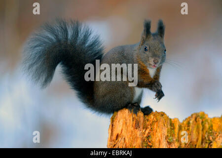 L'écureuil roux européen eurasien, l'écureuil roux (Sciurus vulgaris), morph noir sur un arbre en hiver des chicots, Allemagne, Bade-Wurtemberg Banque D'Images