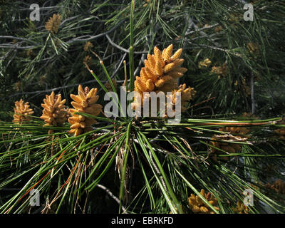 Pin d'Alep (pinus halepensis), les inflorescences mâles, Grèce, Macédoine Banque D'Images