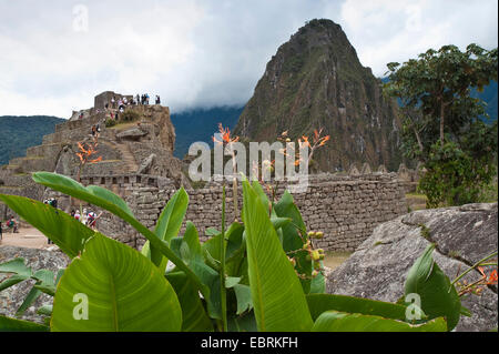 Indian shot, Canna, poloke (Canna indica), l'ancien groupe de ruines Incas de Machu Picchu, le Pérou, les Andes, le Machu Picchu Banque D'Images