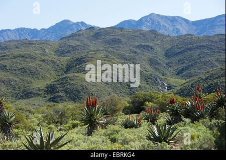 L'aloès du Cap, l'Amer, L'Aloès Aloès rouge, appuyez sur l'Aloès (Aloe ferox), blooming, Afrique du Sud, Western Cape, Kleine Karoo Banque D'Images