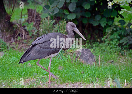 La cigogne noire (Ciconia nigra), oiseau juvénile dans un pré, en Allemagne, en Mecklembourg-Poméranie-Occidentale Banque D'Images