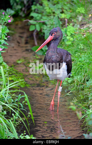 La cigogne noire (Ciconia nigra), la traque dans un ruisseau, l'Allemagne, Mecklembourg-Poméranie-Occidentale Banque D'Images