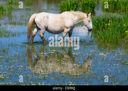 Cheval de Camargue (Equus caballus przewalskii. f), cheval de Camargue dans l'eau avec l'image en miroir, France, Camargue Banque D'Images