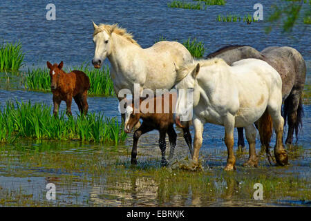 Cheval de Camargue (Equus caballus przewalskii. f), troupeau de chevaux dans l'eau, en France, en Camargue Banque D'Images