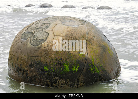 Moeraki Boulder avec structure en nid à l'Koekohe Plage, Nouvelle-Zélande, Otago, île du Sud Banque D'Images