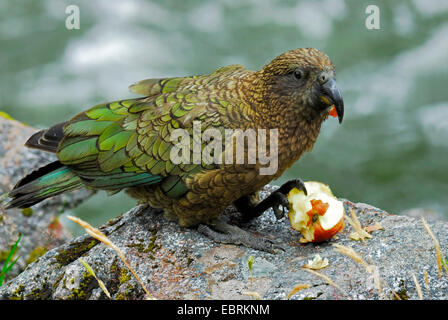 Kea (Nestor notabilis), l'alimentation sur une pomme, la Nouvelle-Zélande, le sud de l'île, le Parc National de Fjordland Banque D'Images