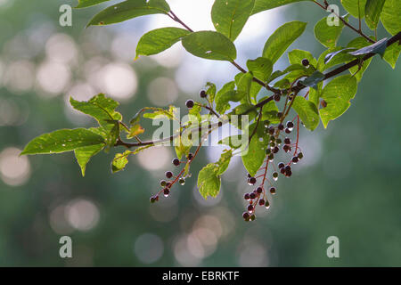 European bird cherry (Prunus padus, Padus avium), fruits mûrs sur une branche avec des gouttes de pluie, de l'Allemagne, la Bavière Banque D'Images