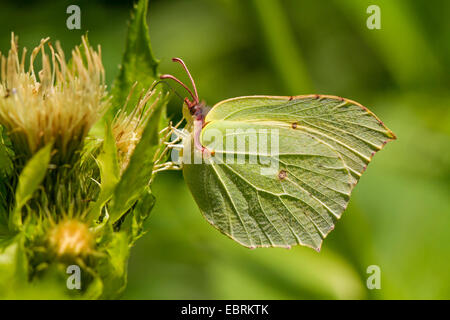 De souffre (Gonepteryx rhamni), homme sur les fleurs de chardon de chou, Germany Banque D'Images