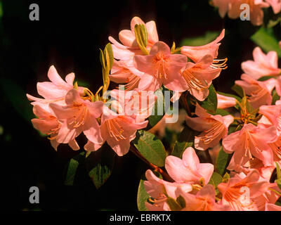 Originaire de roses des Alpes (Rhododendron yunnanense Rhododendron, aechmophyllum), forme sauvage, blooming Banque D'Images