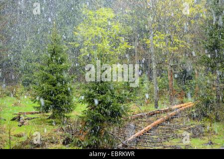 Tempête de neige dans une forêt, en Allemagne, en Bavière, Parc National de la Forêt bavaroise Banque D'Images