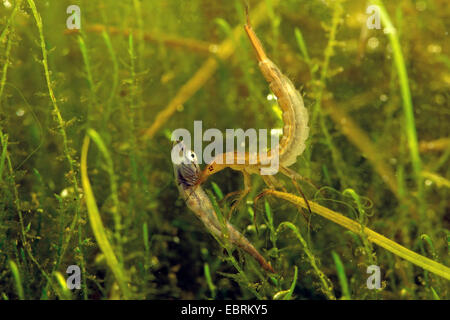 Du grand (Dytiscus marginalis), larves de manger un jeune brochet, Allemagne Banque D'Images
