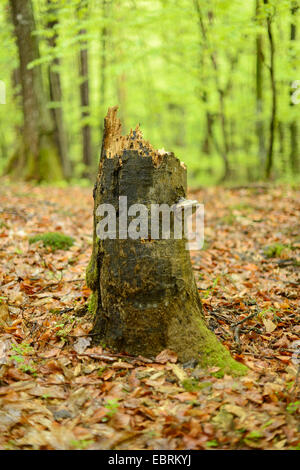 Le hêtre commun (Fagus sylvatica), Casse de tronc d'arbre dans une forêt, l'Autriche, Styrie Banque D'Images