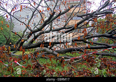 Le marronnier commun (Aesculus hippocastanum), tronc tombé dans une zone résidentielle, l'Allemagne, en Rhénanie du Nord-Westphalie, région de la Ruhr, à Essen Banque D'Images