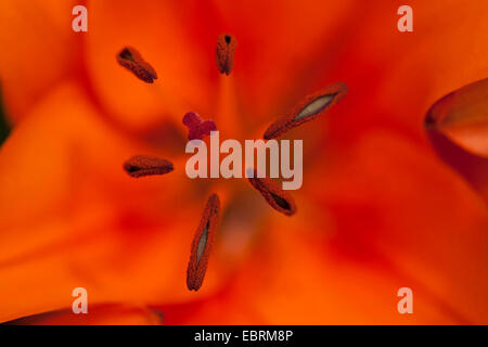 Lily (Lilium spec.), deatil d'une orange avec fleur de lys et de l'étamine stigmatisation Banque D'Images