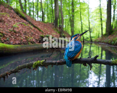 River Kingfisher (Alcedo atthis), homme d'une branche dans l'élevage biotope, Allemagne, Rhénanie du Nord-Westphalie Banque D'Images