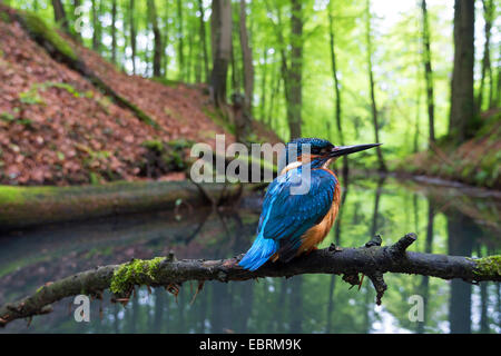 River Kingfisher (Alcedo atthis), homme d'une branche dans l'élevage biotope, Allemagne, Rhénanie du Nord-Westphalie Banque D'Images
