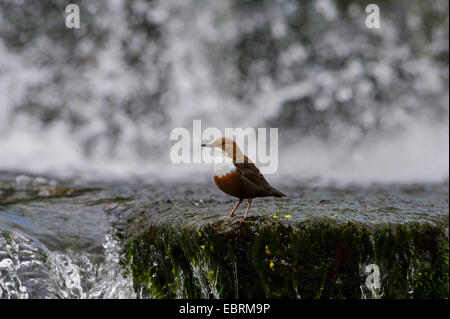 Balancier (Cinclus cinclus), sur un rocher d'une rivière, l'Allemagne, Thuringe Banque D'Images