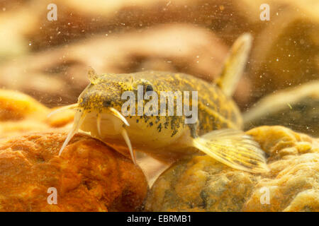 Loach pierre (Noemacheilus Barbatula barbatula, barbulatus, Nemacheilus barbatulus), portrait, vue avant, Allemagne Banque D'Images