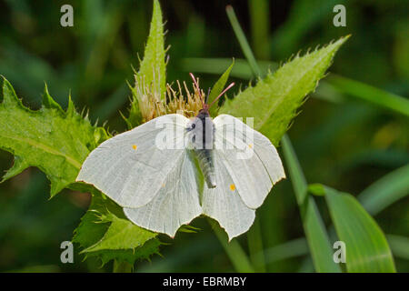 De souffre (Gonepteryx rhamni), homme sur les fleurs de chardon de chou, Germany Banque D'Images