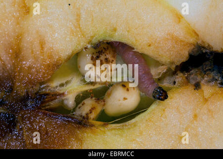 La pomme, carpocapse, Codlin (Laspeyresia pomonella, moth Cydia pomonella, Carpocapsa pomonella), grub dans un apple core, l'Allemagne, la Bavière Banque D'Images