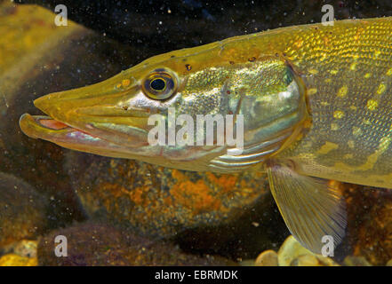 Le brochet, le grand brochet (Esox lucius), portrait, Allemagne Banque D'Images