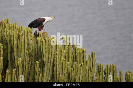 Poissons d'Afrique blanche (Haliaeetus vocifer), assis sur les succulentes sur les bords de la rivière, de l'Ouganda Banque D'Images