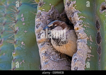 Moineau domestique (Passer domesticus), regarder par le trou de la nidification dans un Saguaro, USA, Arizona, Phoenix Banque D'Images