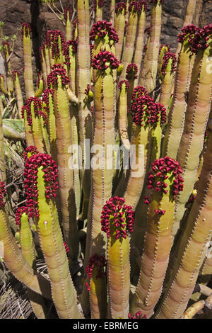 Île des Canaries l'Euphorbe ésule (Euphorbia canariensis), la fructification, Canaries, Gomera Banque D'Images