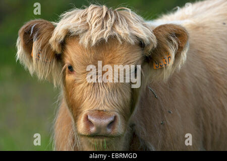 Scottish Highland bovins (Bos primigenius f. taurus), veau, portrait, Belgique Banque D'Images