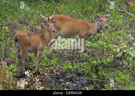 Thamin, Brow-chevreuil, Eld's deer (Panolia eldii Rucervus eldii,, Cervus eldii), deux Eld's cerfs sur une clairière, Thaïlande, Huai Kha Khaeng Wildlife Sanctua Banque D'Images