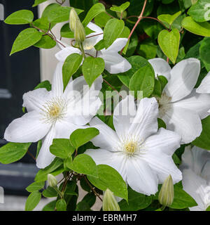 Clématites, de vierges-Bower (Clematis 'Asagasumi Asagasumi', clématite), le cultivar Asagasumi Banque D'Images