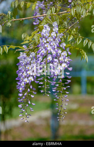 Wisteria floribunda (glycine du Japon, glycine) brachybotrys, blooming, Allemagne Banque D'Images