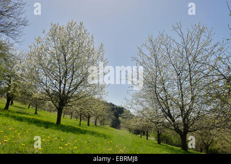 De cerise sauvage, cerise, gean, le merisier (Prunus avium), prairie avec arbres fruits, Allemagne, Bavière, Oberpfalz Banque D'Images